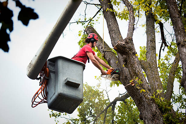 Best Tree Risk Assessment  in Atglen, PA